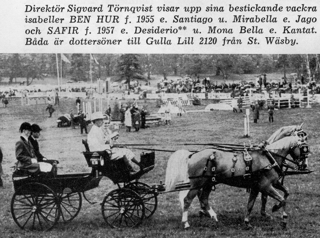 Ben Hur & Safir
Fotot från Hästen 1967, fått från Maria Munktell