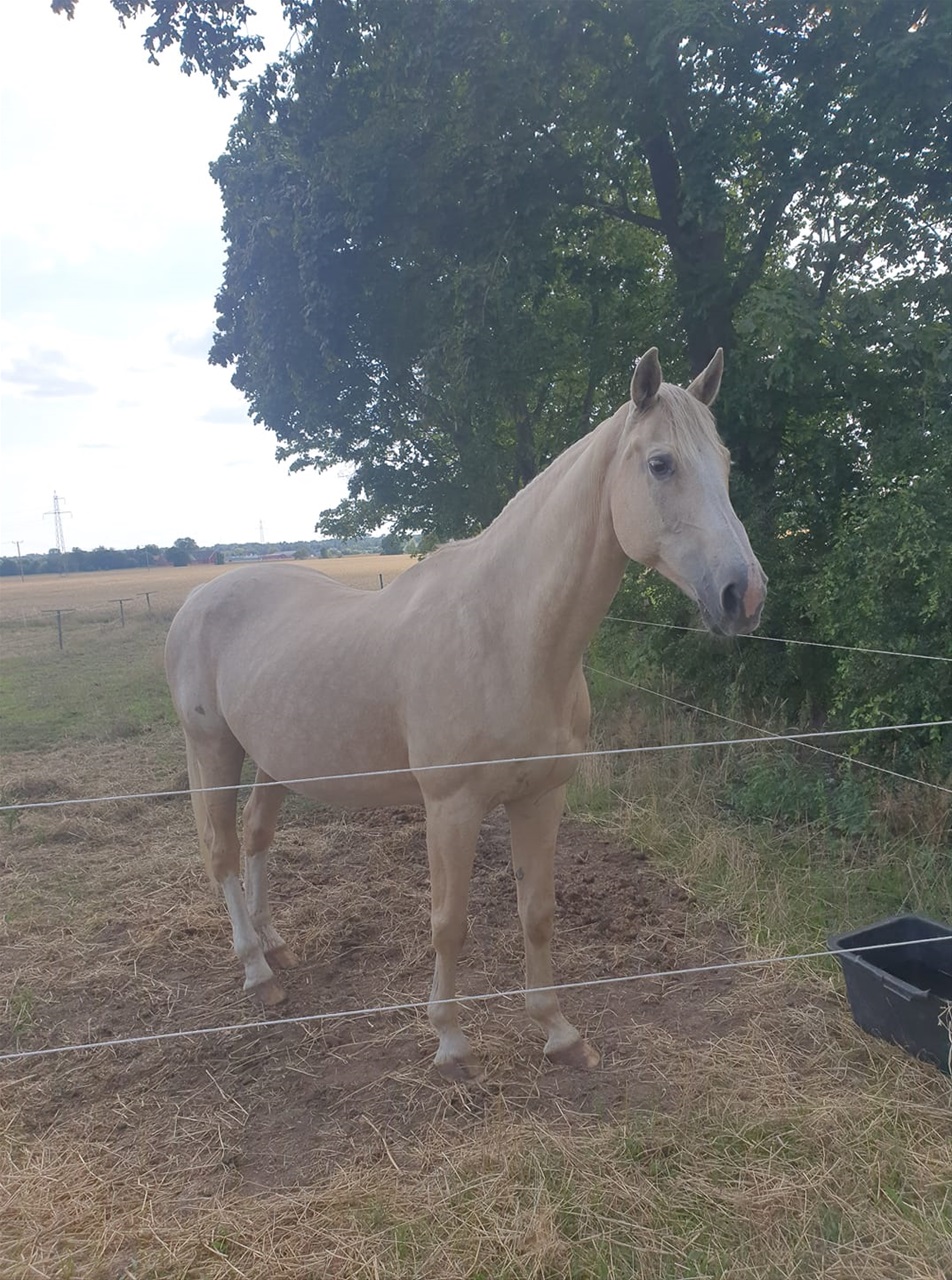 Bella-Rubia
Foto Wilhelimine Karlberg